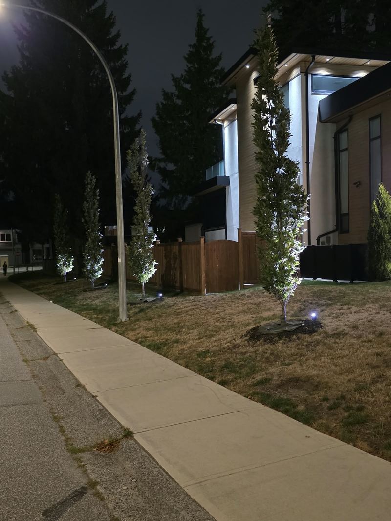 Row of newly planted trees along a side yard in Delta, BC, each individually up-lit at night